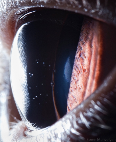 Eyes - Close Up Photos - Suren Manvelyan - British short hair cat