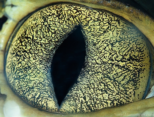 Eyes - Close Up Photos - Suren Manvelyan - Caiman