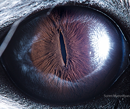 Eyes - Close Up Photos - Suren Manvelyan - Chinchilla