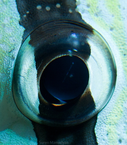 Eyes - Close Up Photos - Suren Manvelyan - Coral Zebra Fish