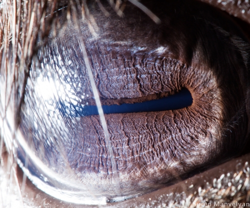 Eyes - Close Up Photos - Suren Manvelyan - Cow