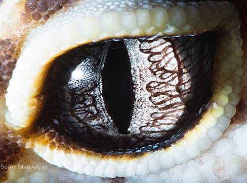 Eyes - Close Up Photos - Suren Manvelyan - Gecko Eublepharis