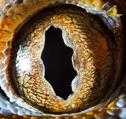 Eyes - Close Up Photos - Suren Manvelyan - Gecko Tokay