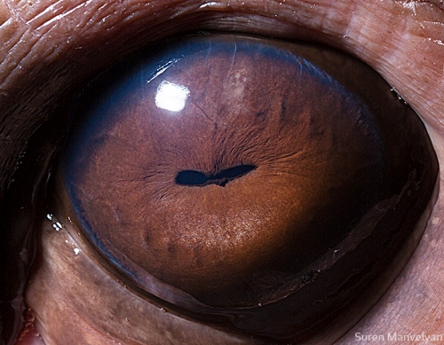 Eyes - Close Up Photos - Suren Manvelyan - Hippo