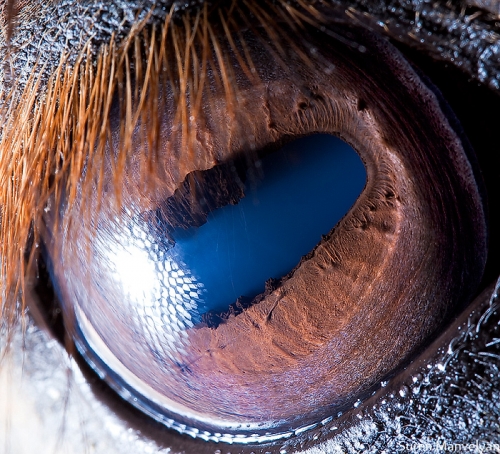 Eyes - Close Up Photos - Suren Manvelyan - Horse