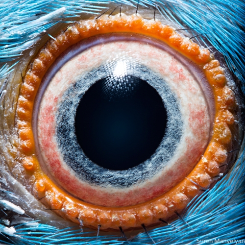 Eyes - Close Up Photos - Suren Manvelyan - Kramer's parrot