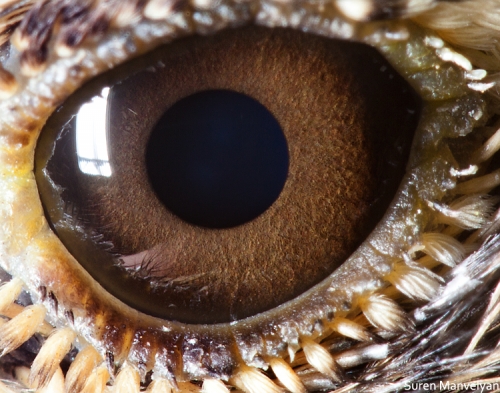 Eyes - Close Up Photos - Suren Manvelyan - Lark