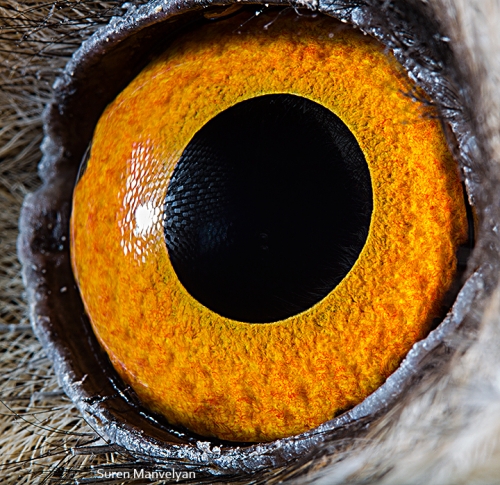Eyes - Close Up Photos - Suren Manvelyan - Long-eared Owl