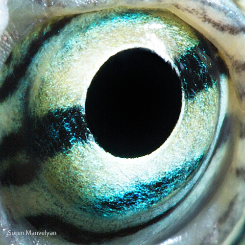 Eyes - Close Up Photos - Suren Manvelyan - Red-eared turtle