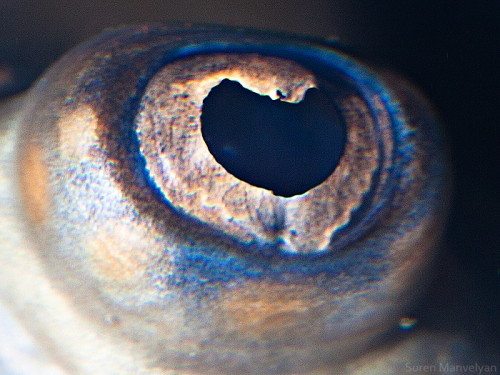 Eyes - Close Up Photos - Suren Manvelyan - Stingray