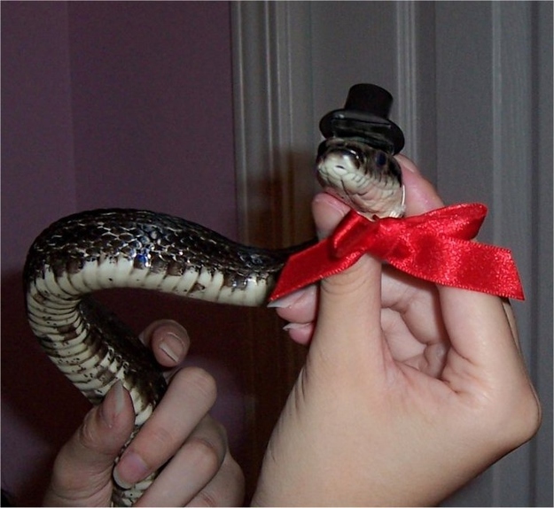 Snakes In Hats 18