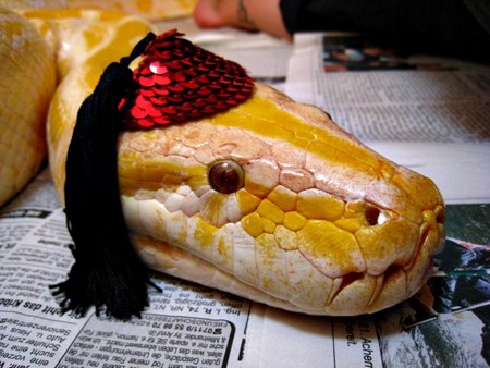 Snakes In Hats 7