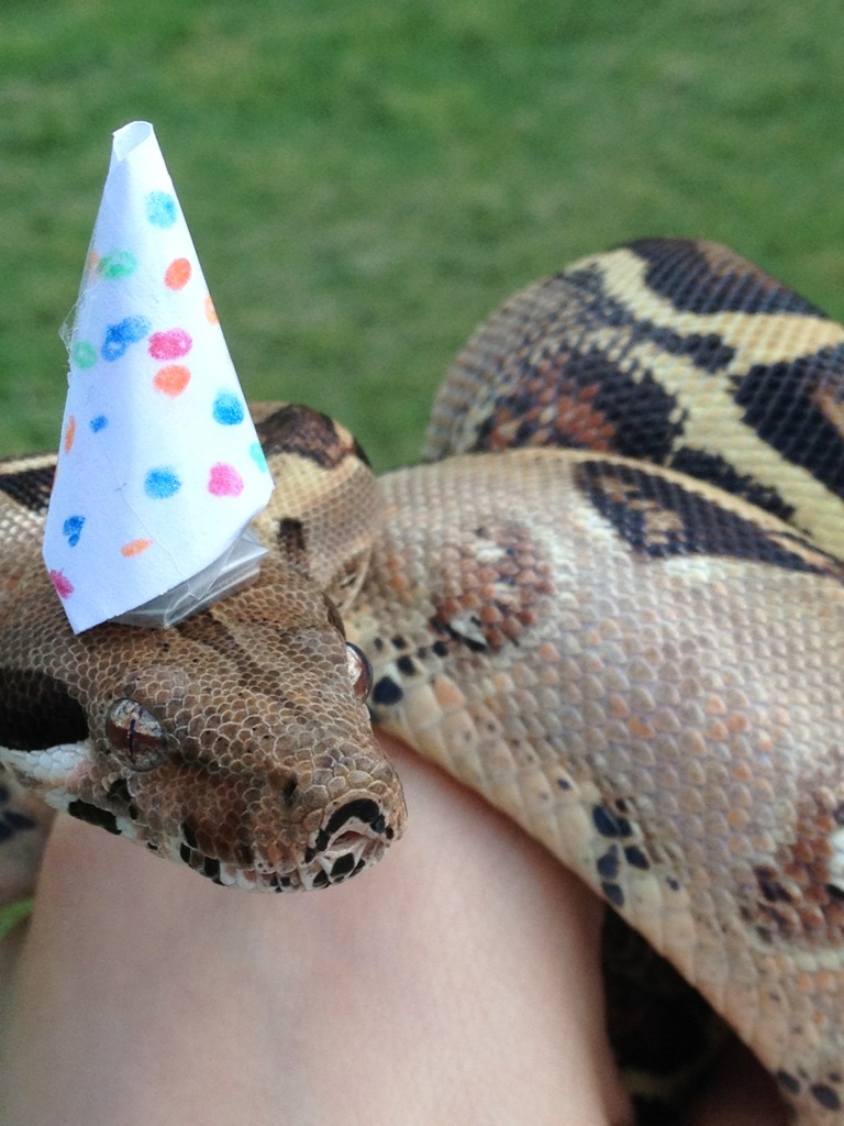 Snakes In Hats 8