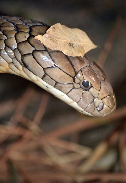 Snakes In Hats 9