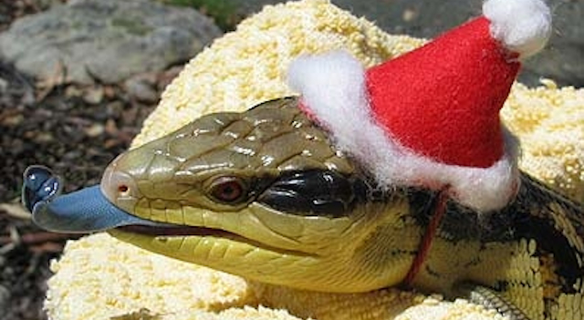 Snakes In Hats Featured