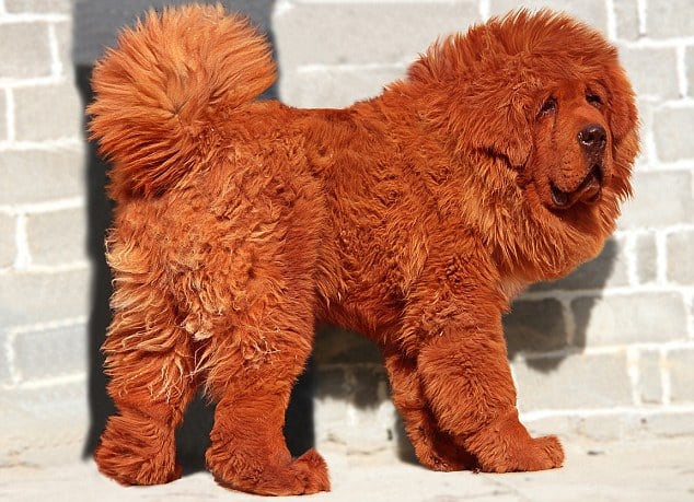 Tibetan_Mastiff