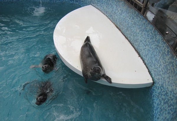 Weird Theme Restaurant - China - Tang Du Zoology seals