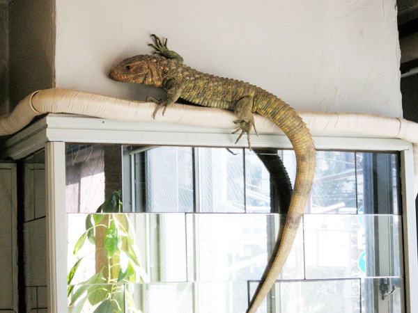 Weird Theme Restaurant - Japan - Yakohama Reptile Cafe - Caiman Lizard