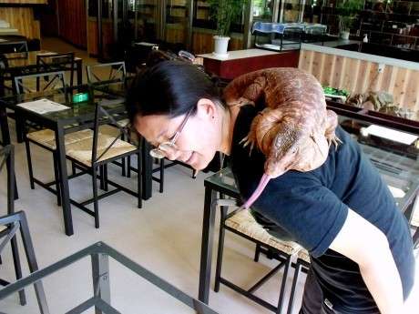 Weird Theme Restaurant - Japan - Yakohama Reptile Cafe - Lizard On Customer