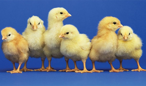 chicks