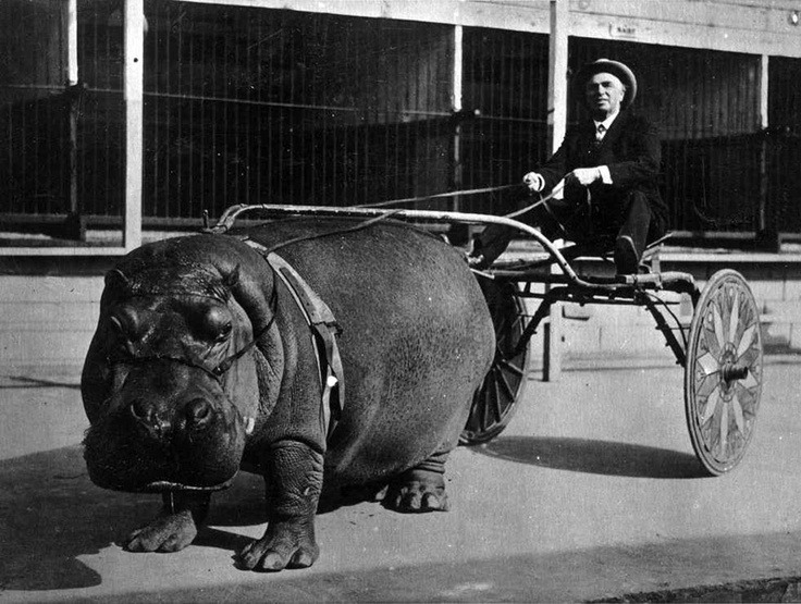 hippo wagon