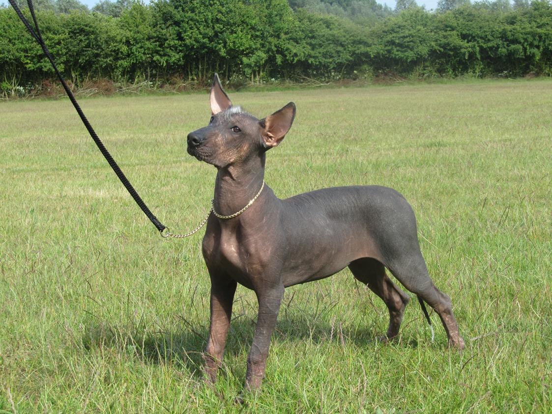 mexican hairless dog