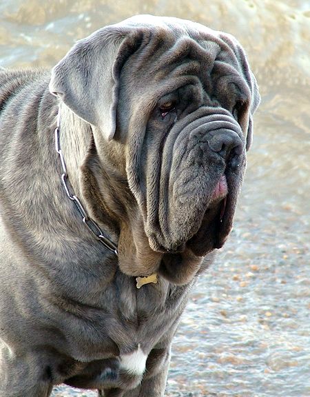 neopolitan-mastiff