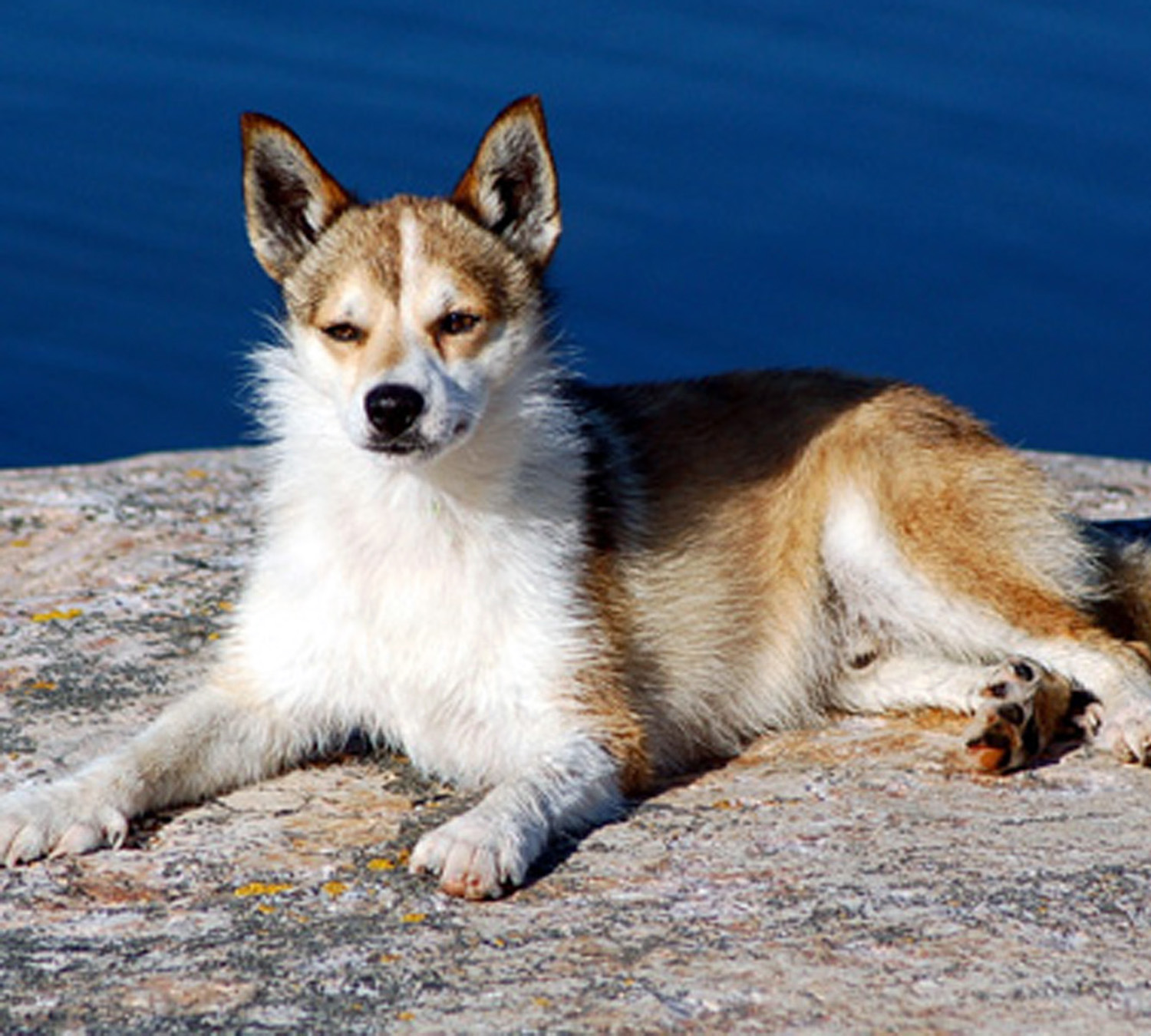 norwegian-lundehund-dog-photo