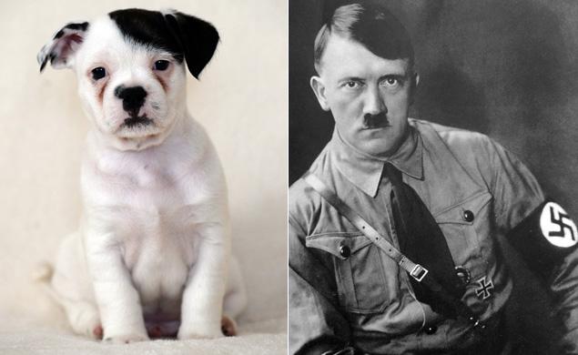 patch hitler dog3