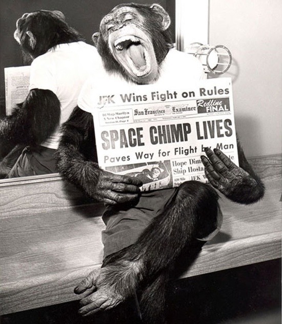 space chimp