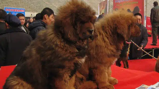 8 Dog Breeds You Didn’t Know Existed