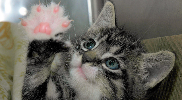 Cat High Five