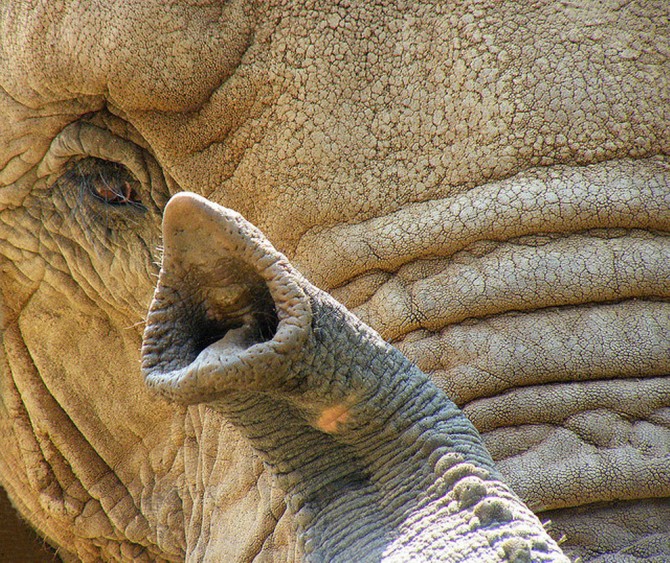 Elephant Trunk - Use Purpose Skill - Close up