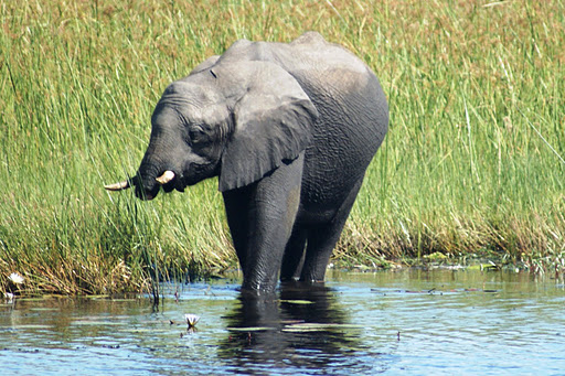 Elephant Trunk - Use Purpose Skill - Trunkless Botswana Elephant