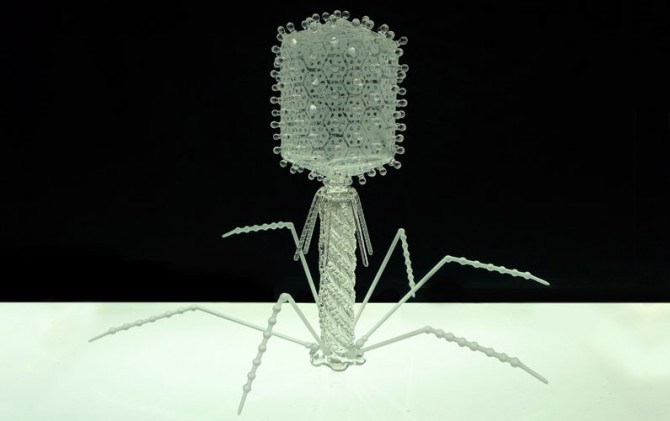 Jerram - Microbiology Glass - T4 Bacteriophage