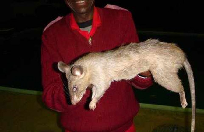 Longest Weirdest - Longest Rat