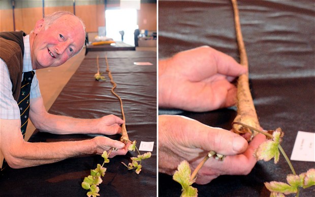 Longest Weirdest - Peter Glazebrook parsnip