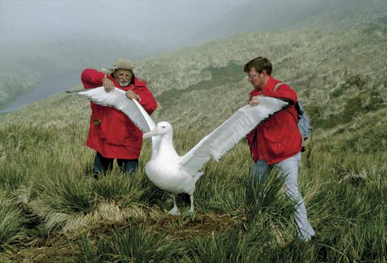 Longest Weirdest - Wandering Albatross wing span