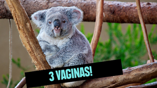 Most Bizarre Animal Genitalia