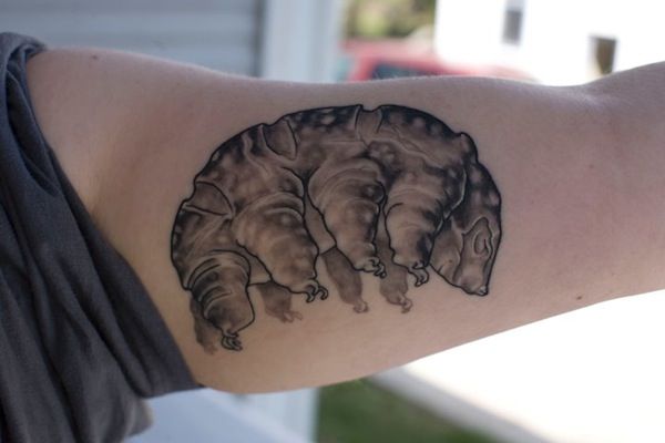 Science Maths Geek Tattoos - tardigrade