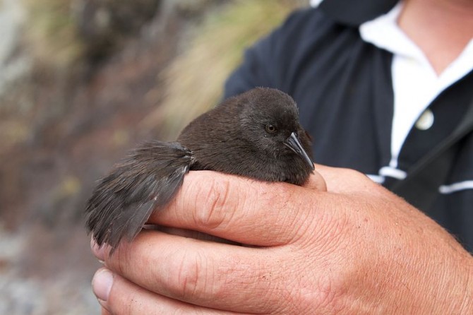 Smallest Things - Flightless Bird - Inaccessible Island Rail