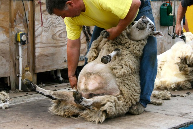 Smallest weirdest stuff - Union UK - Sheffield Wool Shear Workers Union