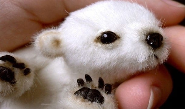 baby polar bear