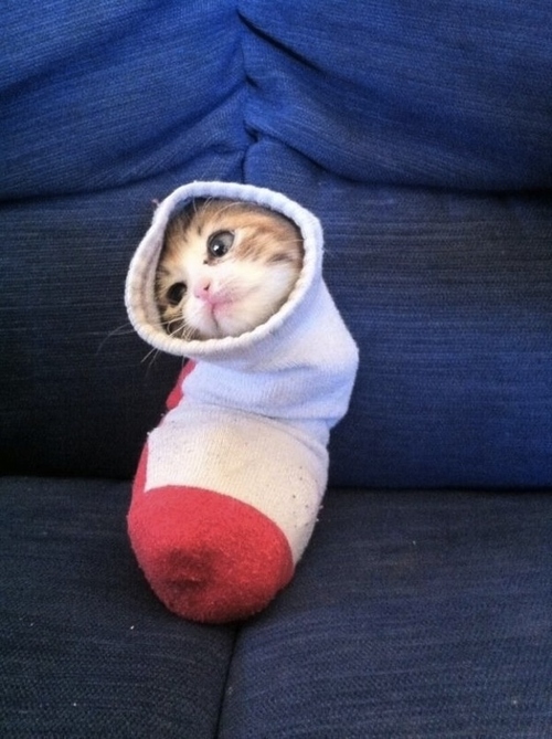 cat sock