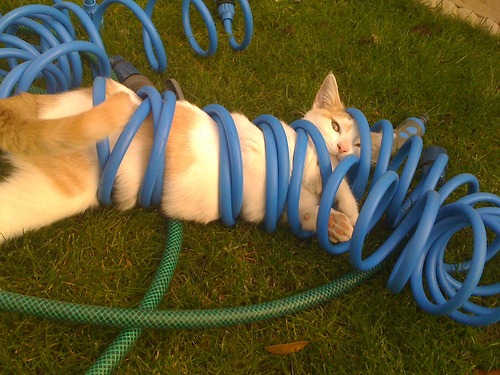 cat tangled
