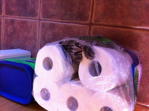 cat toilet roll
