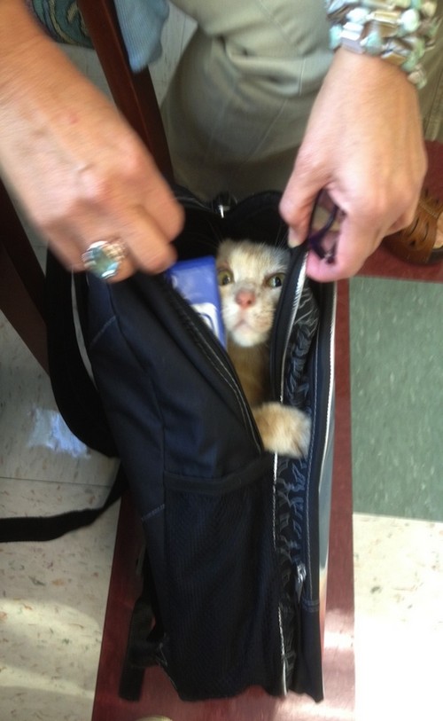 cat zip