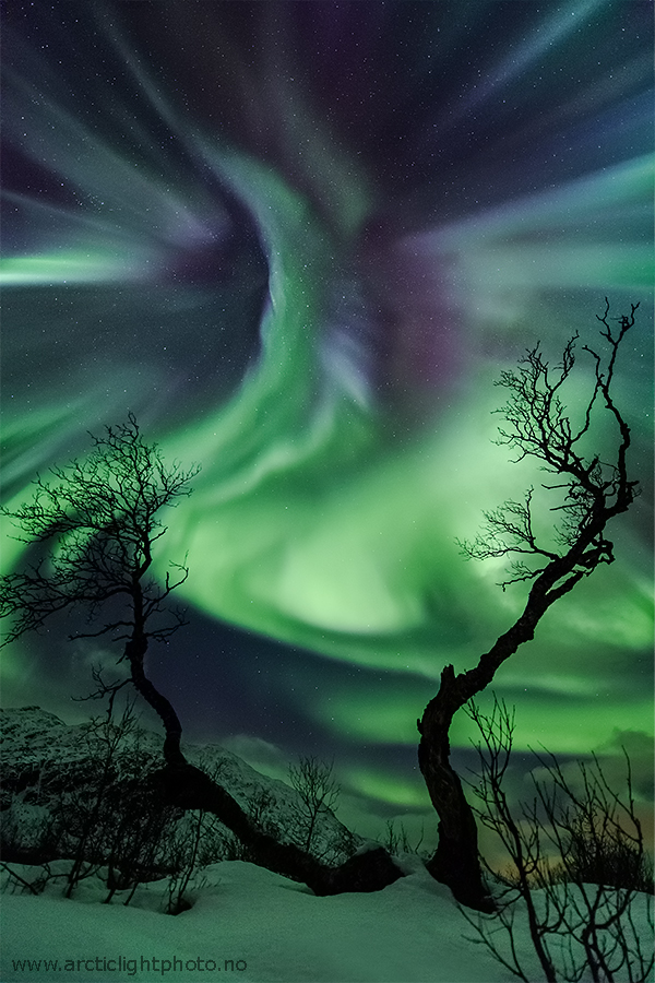 creatureaurora_salomonsen_600