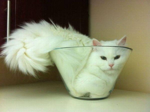 cute cat trap