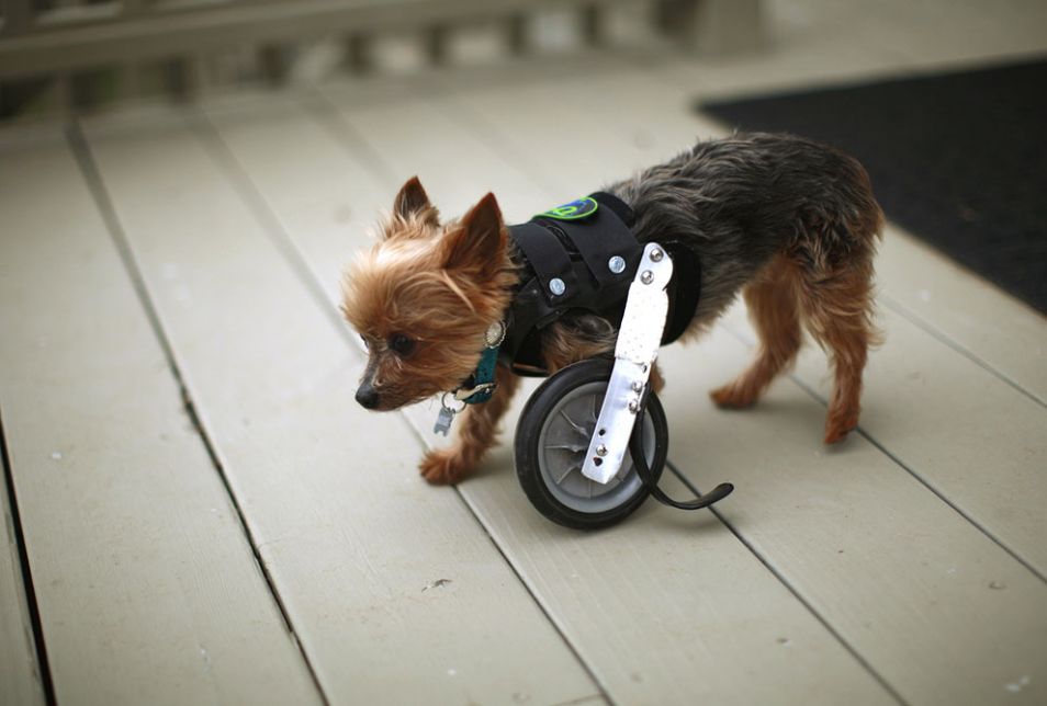 dog wheel leg